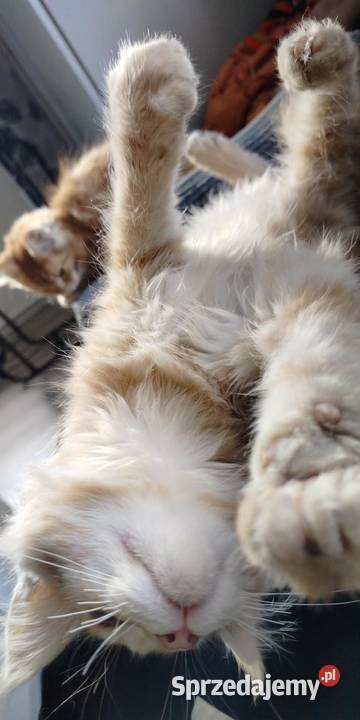 Maine Coon odbiór już na majówkę ostanie 3 Starogard Gdański sprzedam