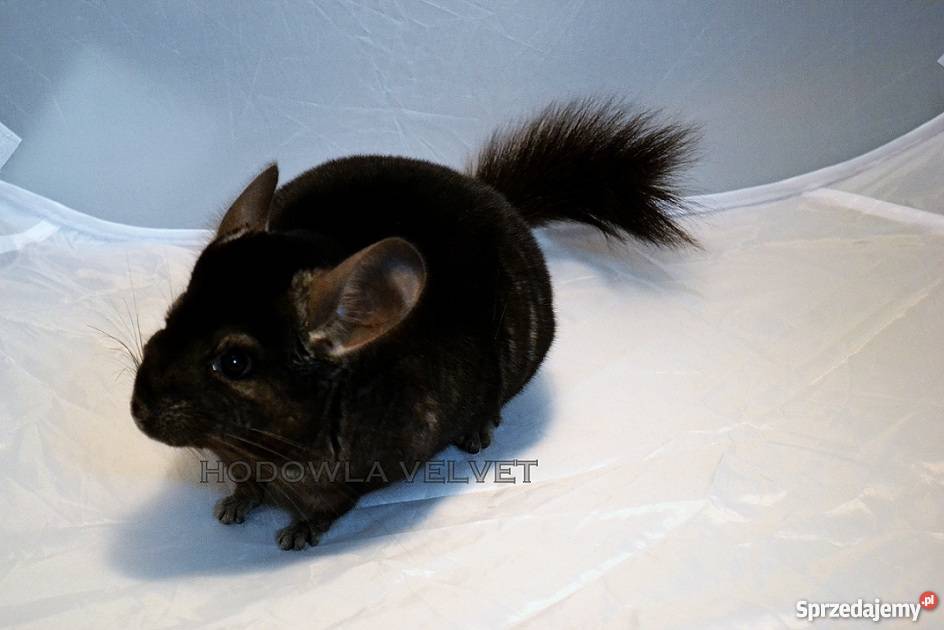 Szynszyl Szynszyla Samiec Dark Ebony Czarny Perzyce