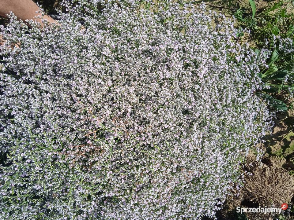 Zatrwian tatarski kwiat Izbica