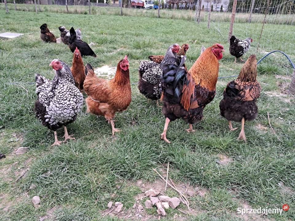 Jaja legowe Wyandotte Mix złota i srebno łuska Oblęgór