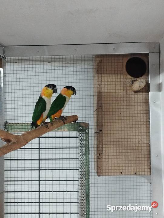 Barwinki czarnogłowe Przeciszów