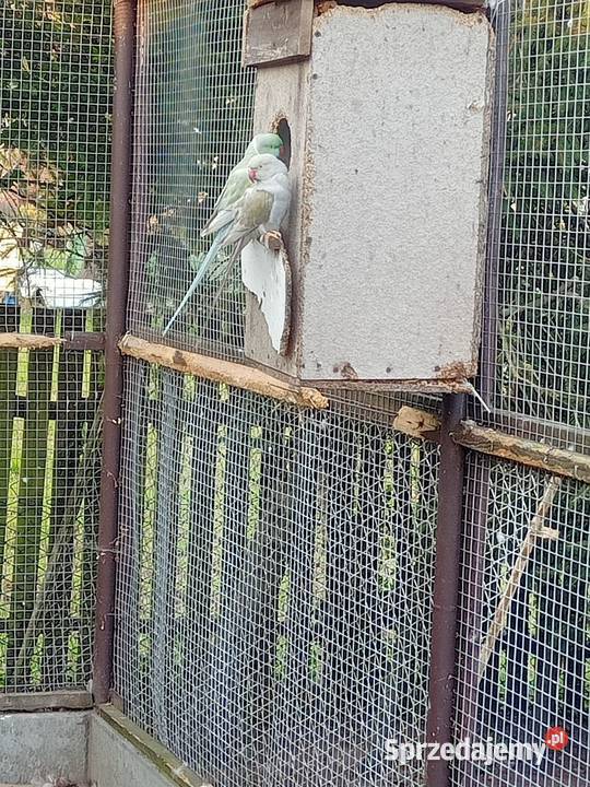 Aleksandretty obrożne para dorosla pomorskie Brusy