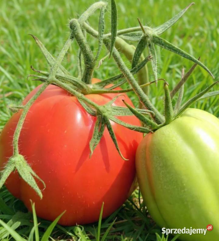 Rosamunda pomidor Kraków