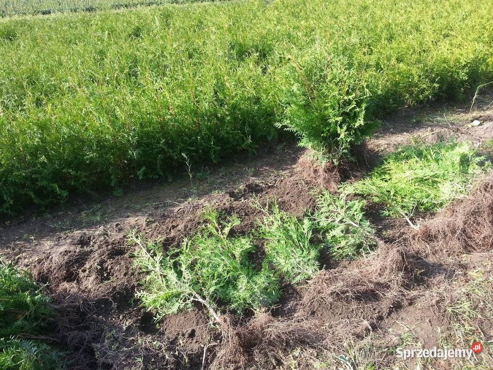 Tuja brabant 80 120 Żywopłot Sławno