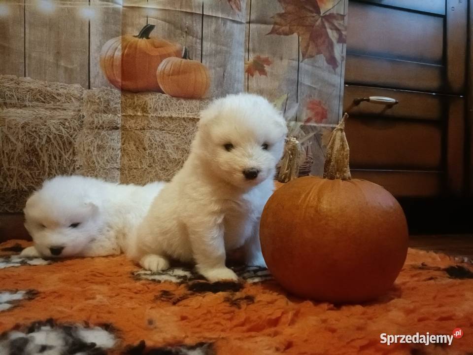 Rasowe szczeniaki samoyed Bukowno