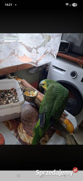 Amazonka xanthopteryx On świętokrzyskie Sandomierz