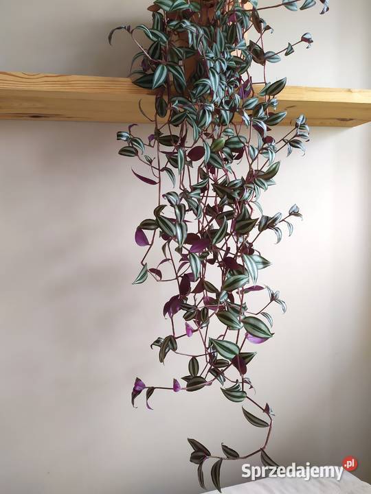 Trzykrotka roślina doniczkowa wisząca