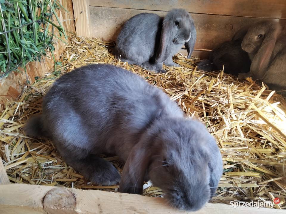 Sprzedam króliki rasy Baran Francuski Niebieski Zdany
