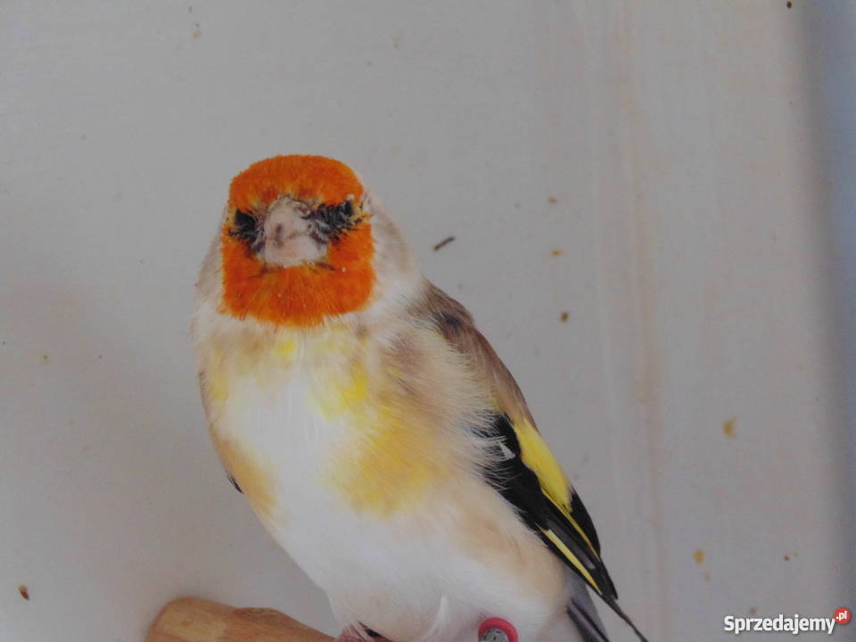 Szczygły syberyjskie Włocławek