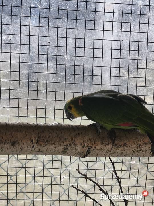 Samica amazonki niebieskoczelnej małopolskie Olkusz