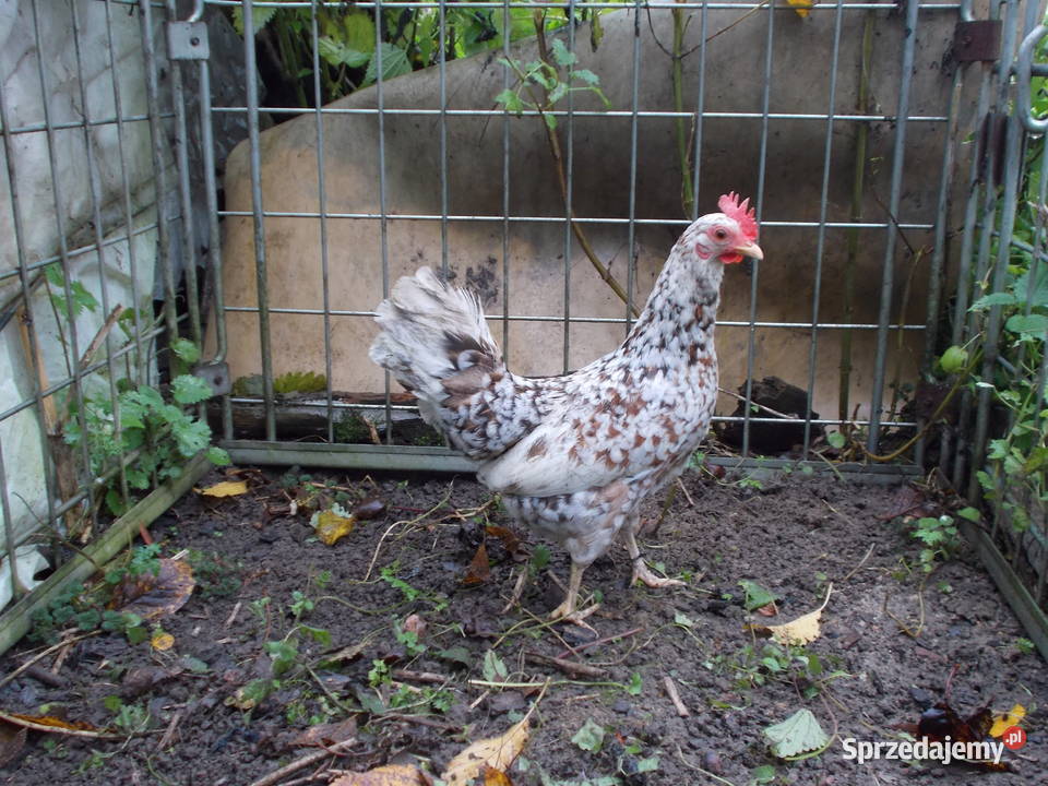 Kury miniaturki piękna para nakrapiana Kutno