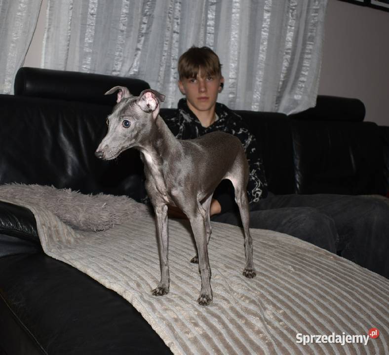 Charcik włoski suczka ZKwP FCI Pozostałe