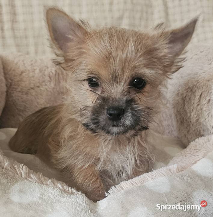 Yoreczka śliczna dziewczynka złota Częstochowa