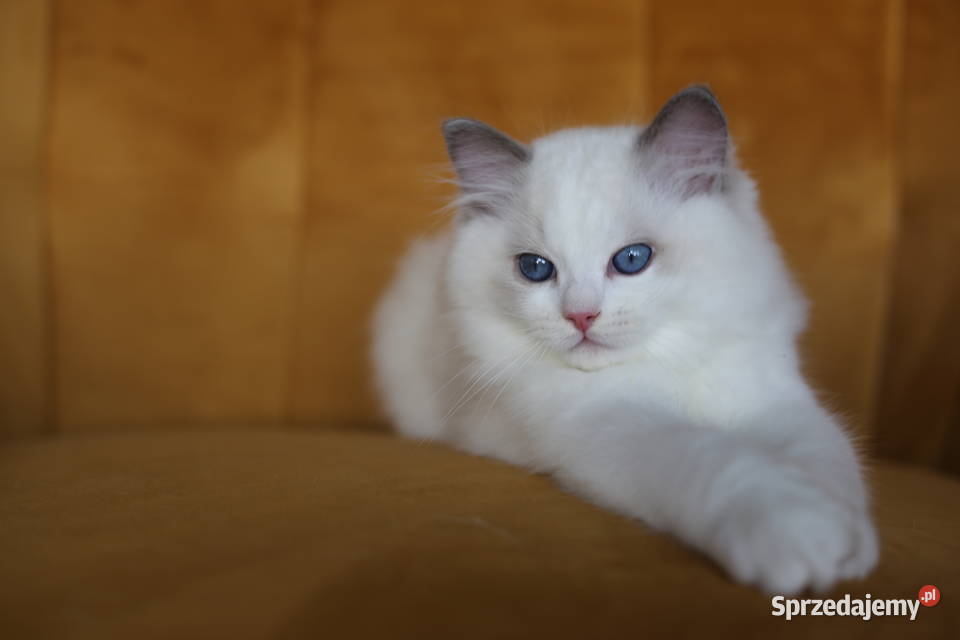 Kocurek Wedel Ragdoll z hodowli Castillo Cat Gorzów Wielkopolski