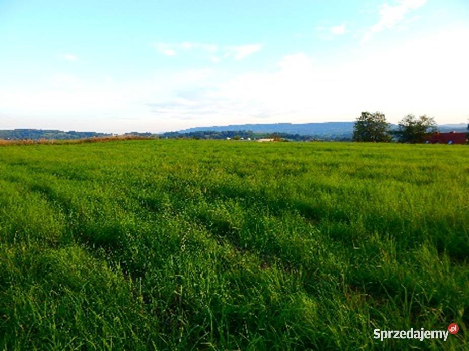 Syndyk sprzeda widokowe działki w Strzyżowie Sprzedaż podkarpackie Strzyżów