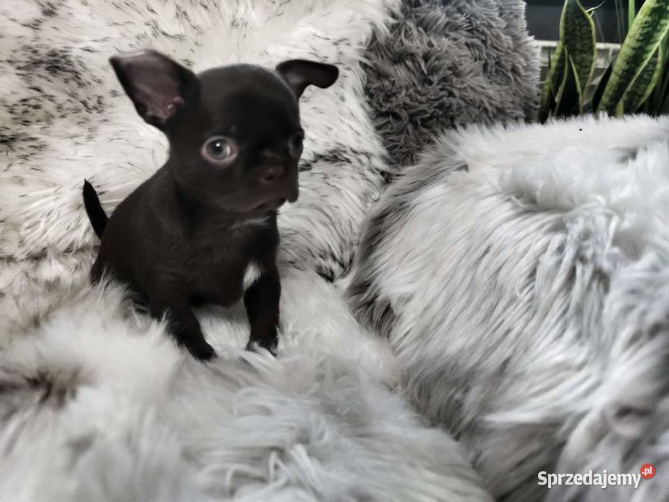 Chłopcy chihuahua gotowi do odbioru piękne Ciszkowo