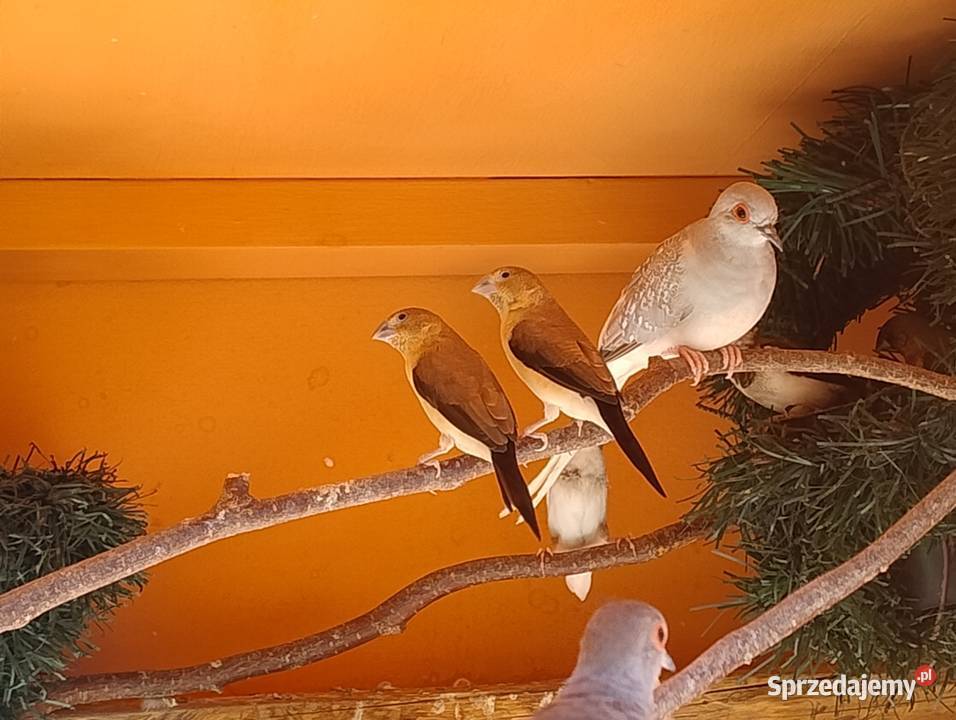 Srebrodziobki afrykańskie para Blachownia