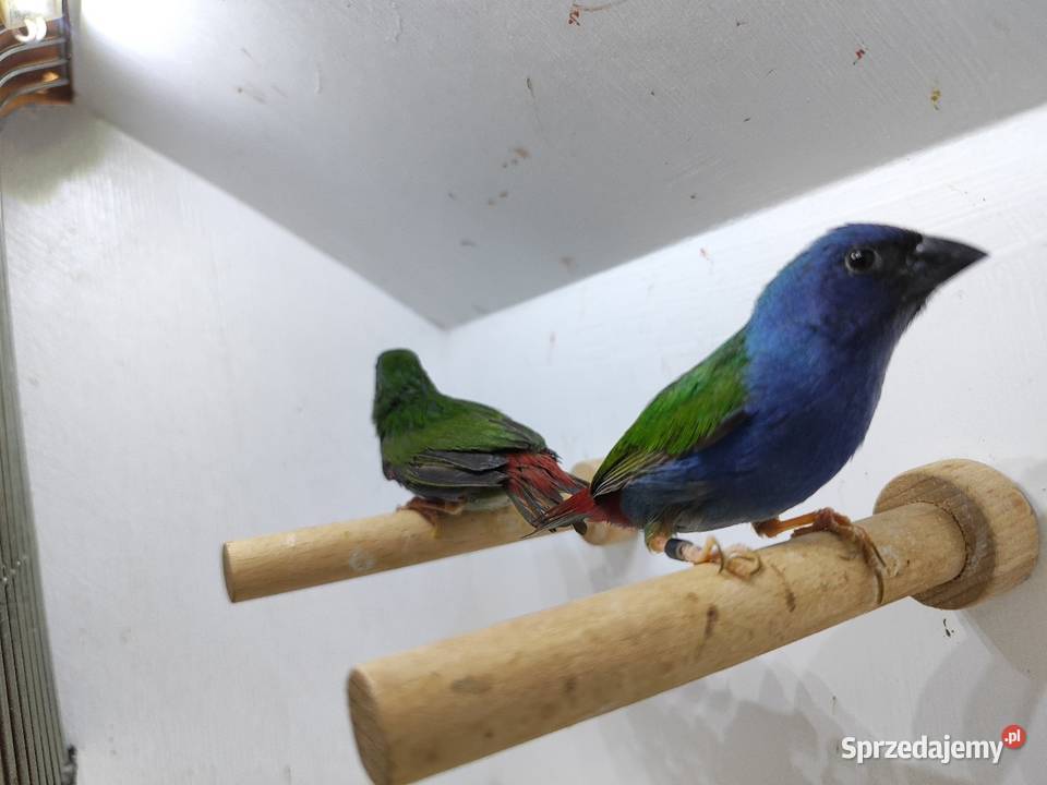 Papuzik błękitny Forbesa paraAstryld Astryldy Myślenice