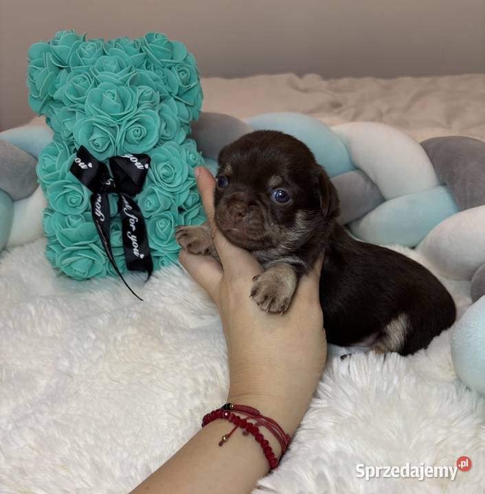 Chihuahua długowłosy piesek choco tan badania Bełchatów sprzedam