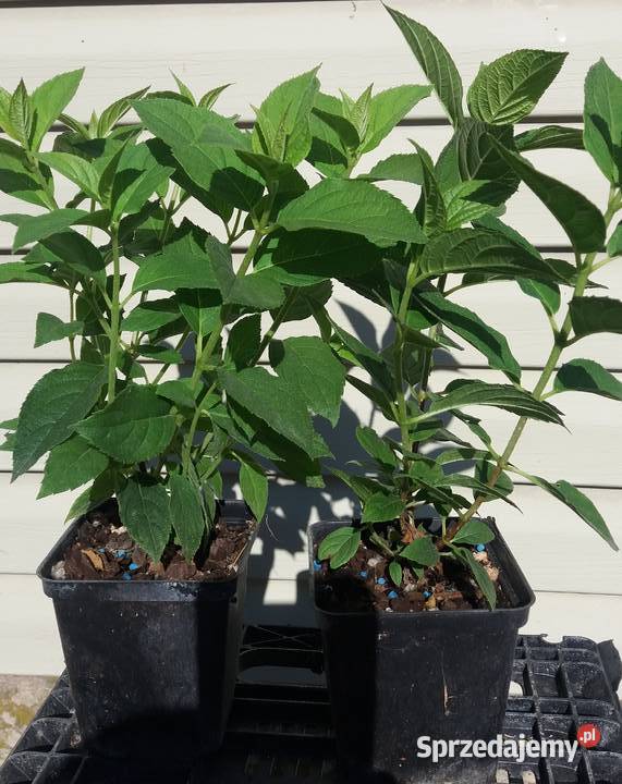 Hortensja bukietowa sadzonki 3 odmiany lubelskie sprzedam