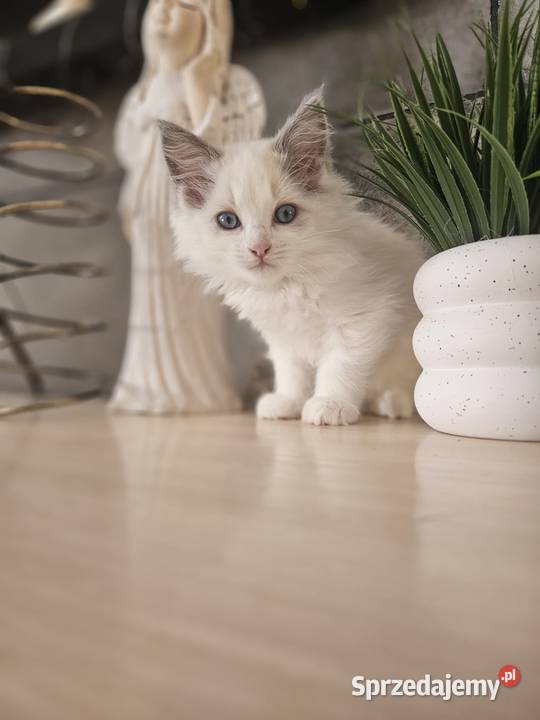 Piękne kocięta Ragdoll szukają domu ojcu FCI Katowice