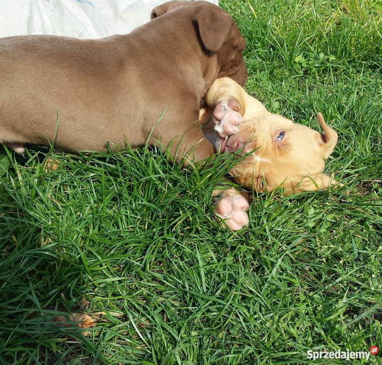 Szczenięta PitBull Red Nose Lipno