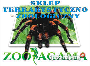 wąż sprzedam