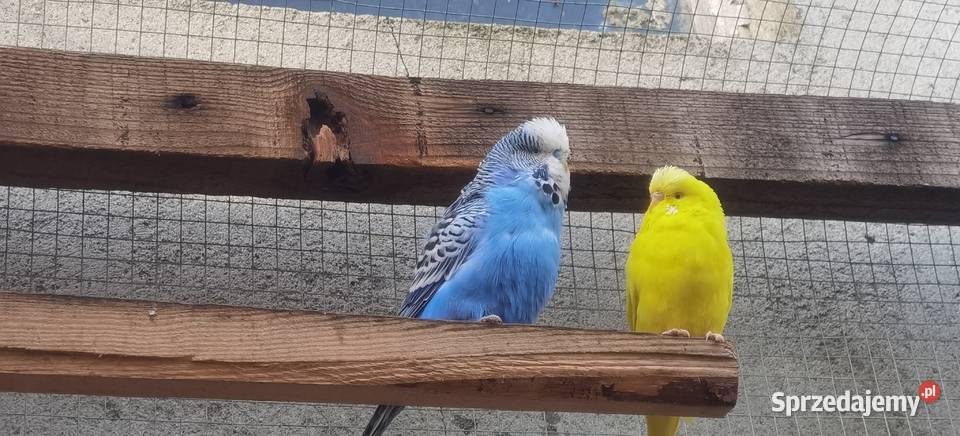 Sprzedam papugi faliste modrolotki Łęka Opatowska