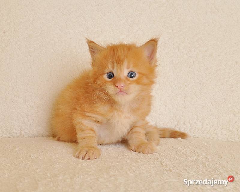 Przepiękny rudeczek Maine Coon LEGALNA HODOWLA Białystok
