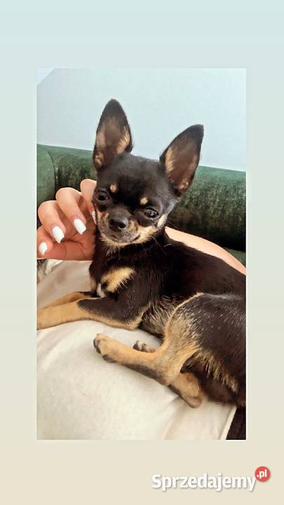 Reproduktor chihuahua gen LILACTAN CZEKOLADOWY Krycie i reprodukcja Krycie i reprodukcja usługi dla zwierząt