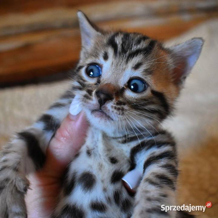Principessa Bengals kot bengalski kocięta