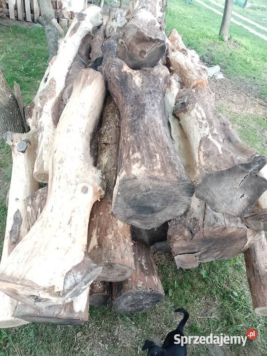 Sprzedam kłody orzecha włoskiego okorowane sprzedam