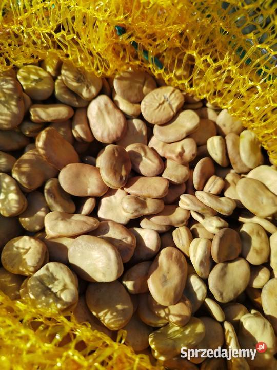 Sprzedam nasiona ziarno bobu Bizon Pozostałe wielkopolskie Kalisz