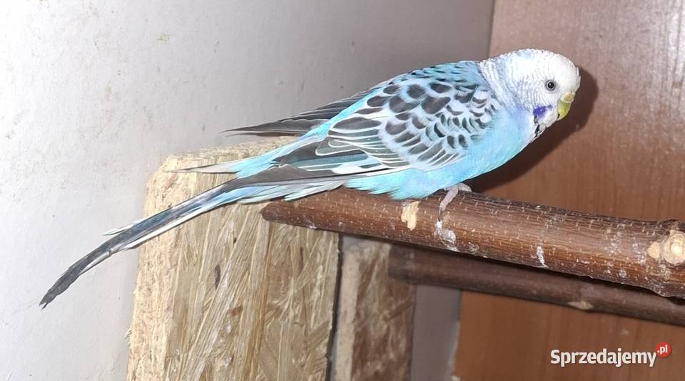 Sprzedam papugę falistą Nowy Sącz