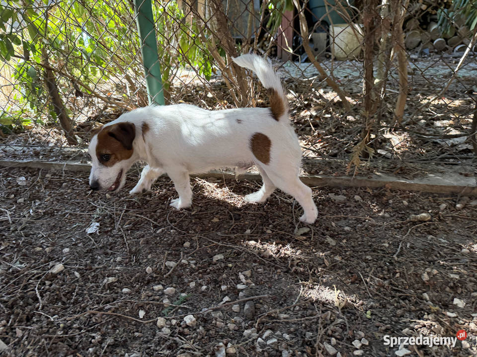 Piesek Jack Russell Terrier FCI ZKwPWrocław dolnośląskie Wrocław sprzedam