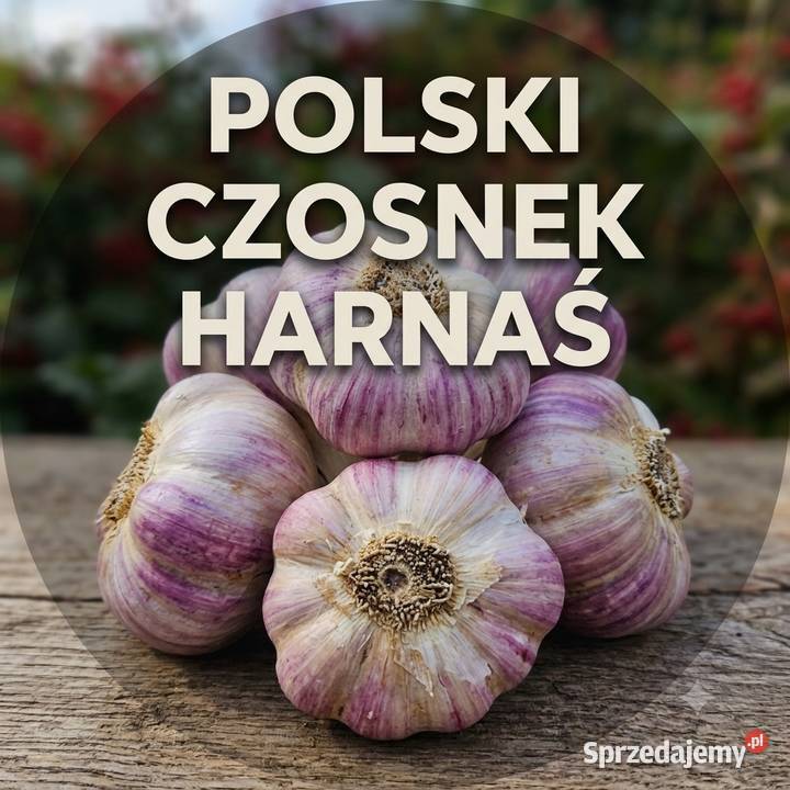 Czosnek HARNAŚ rozmiar 65 do sadzenia