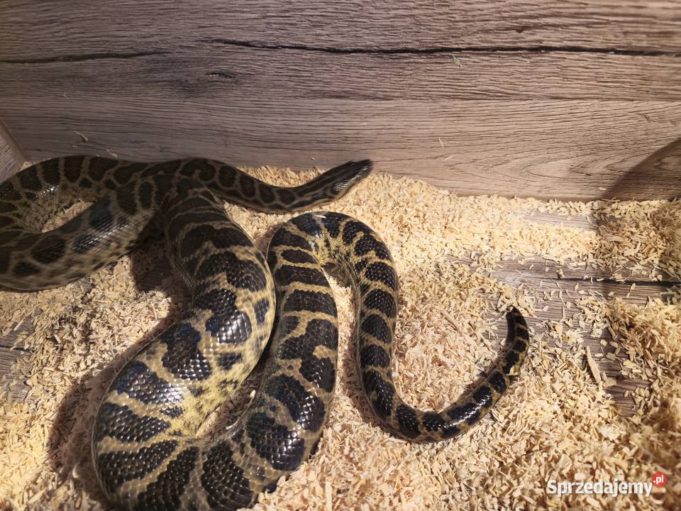 Anakonda Żółta Samiec Radlin sprzedam