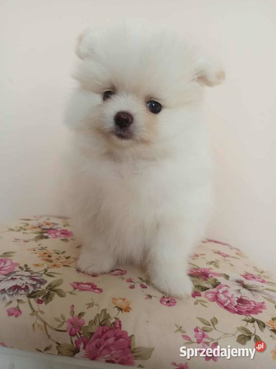Szpic miniaturowy pomeranian Bydgoszcz
