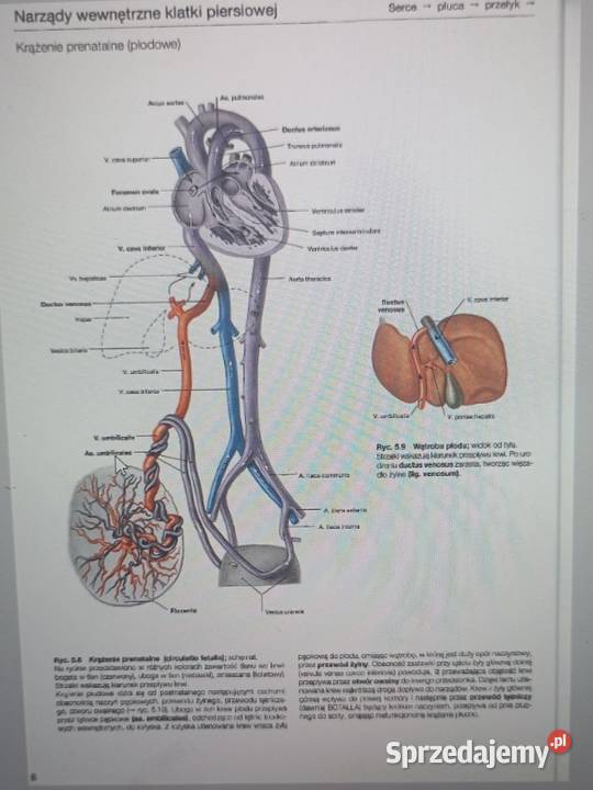 Atlasy anatomiczne Sobotta 3 części pdf