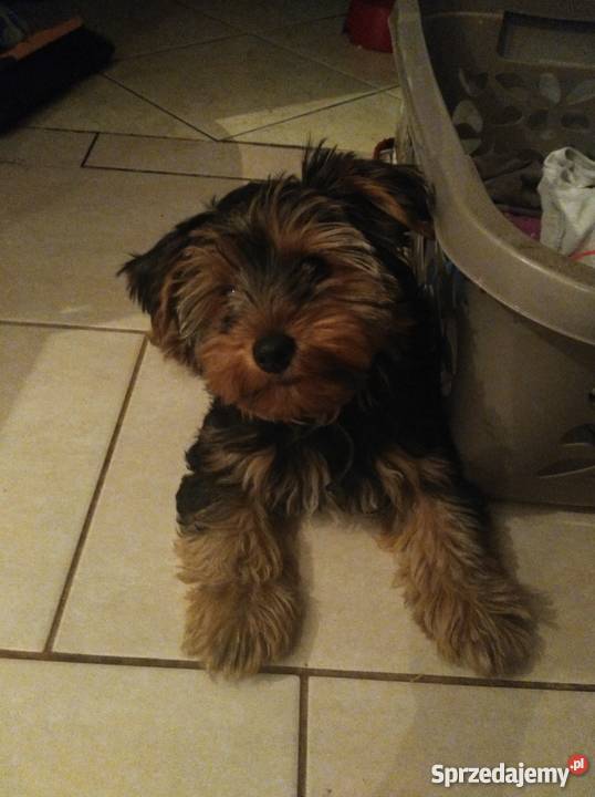 York Ełdyty Wielkie