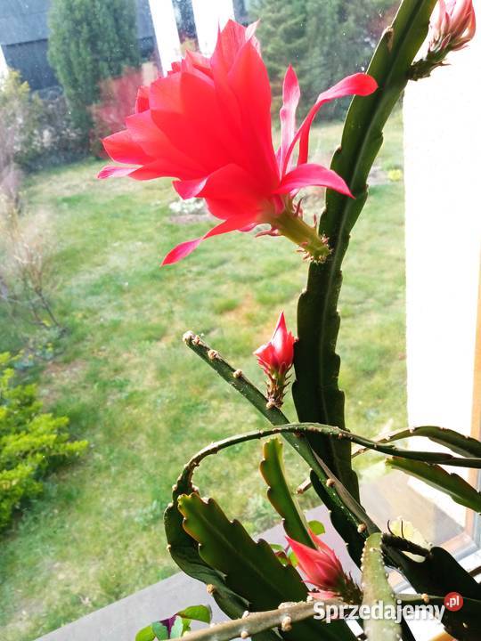 Cylindropuntia subulata sukulent ten i inne podlaskie Białystok sprzedam