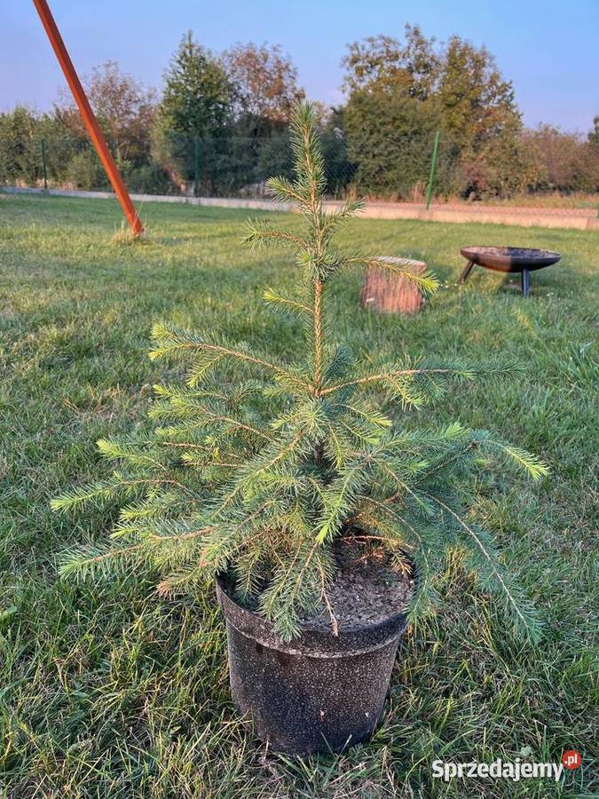 Świerk serbski Siedleczka