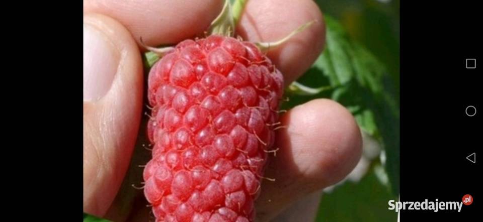 Malinyróżne nowe odmiany 1 do 2 Turobin