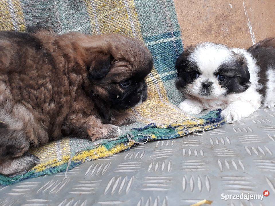 Pekińczyk Miniaturka Jędrzejów