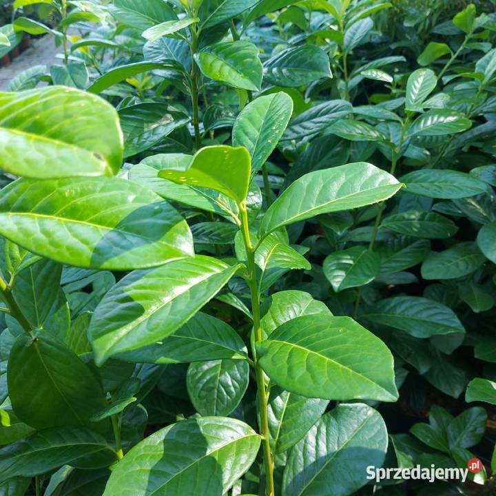 Laurowiśnia NOVITA sadzonki na żywopłot 4060 Kielce