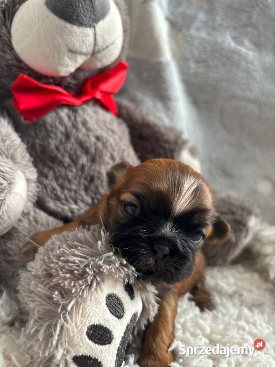ShihTzu suczka odbiór w grudniu Shih Tzu Strzelce Opolskie
