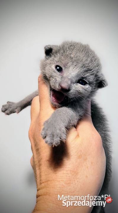 Kocięta rosyjskie niebieskie