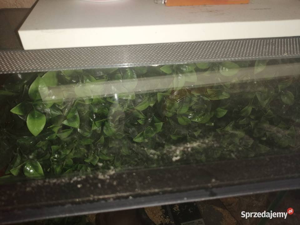 Mam do sprzedania terrarium z wyposażeniem Siemianowice Śląskie