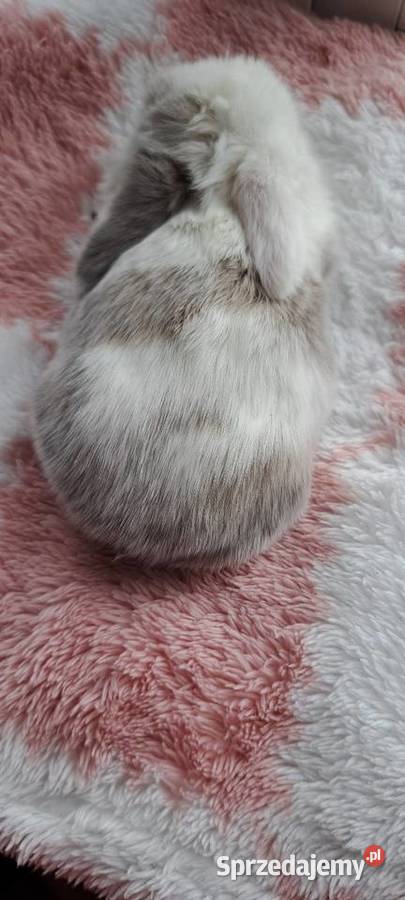 Króliczki mini lop
