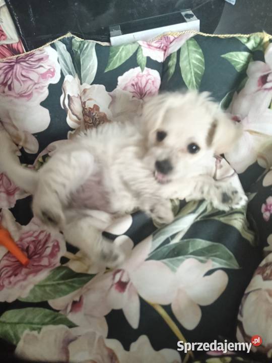 Suczka pół maltanczyk Opole Lubelskie